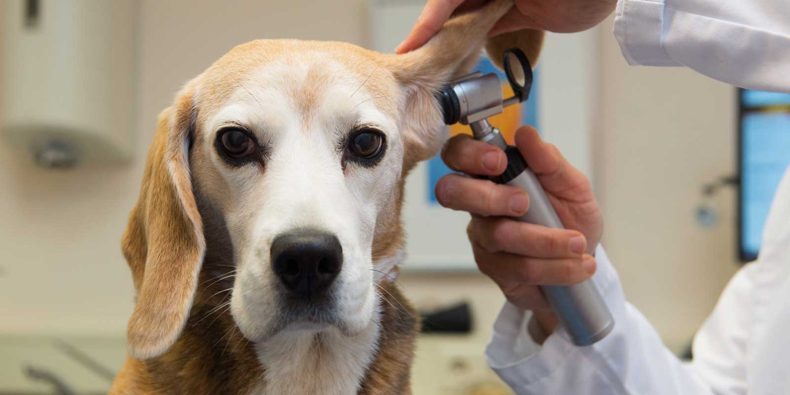 Dog getting its ears check by a veterinarian