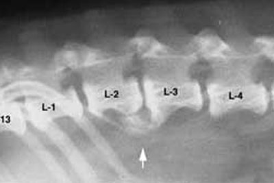 Over time, bone alignment can change and cause severe damage to your pets overall mobility