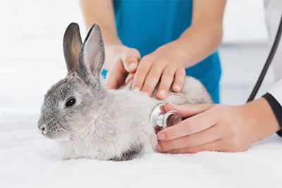 bunny at the vet